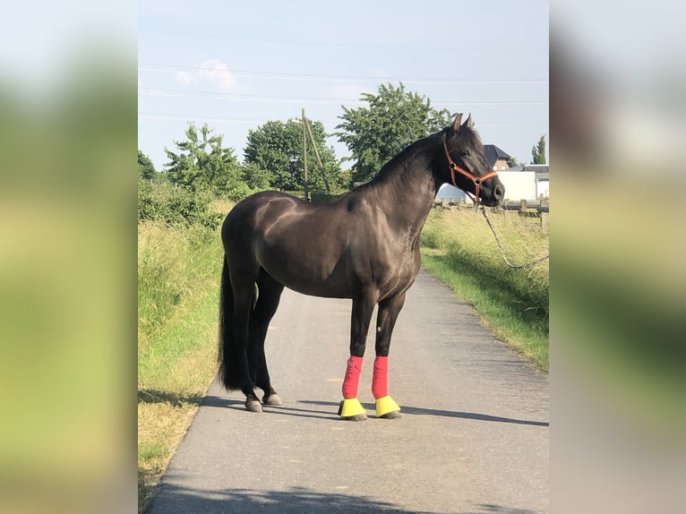 German Riding Pony Gelding 11 years 15.2 hh Black in Viersen