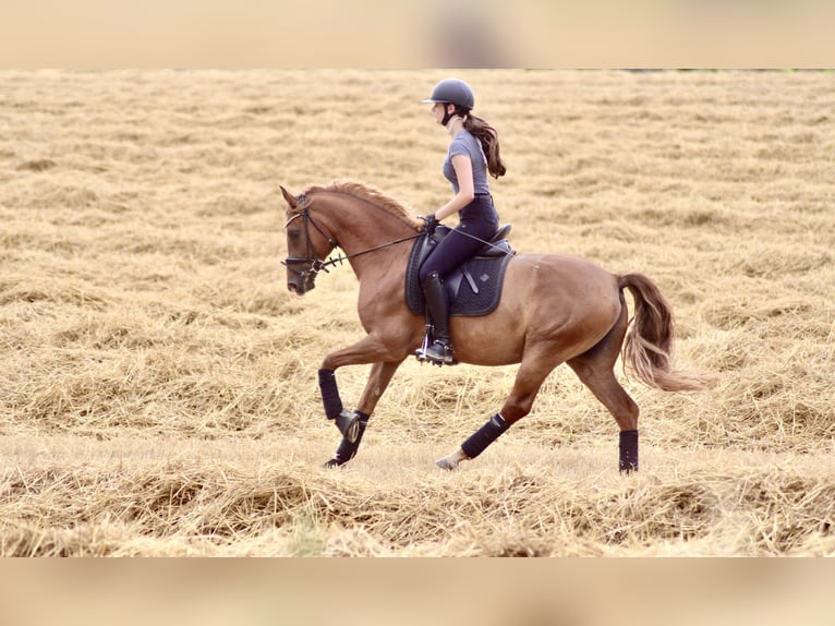 German Riding Pony Gelding 11 years 15.2 hh Chestnut in Schwalmtal