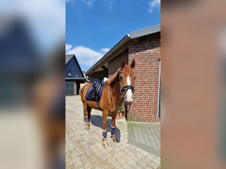 German Riding Pony Gelding 11 years 15,2 hh Chestnut-Red in Duisburg