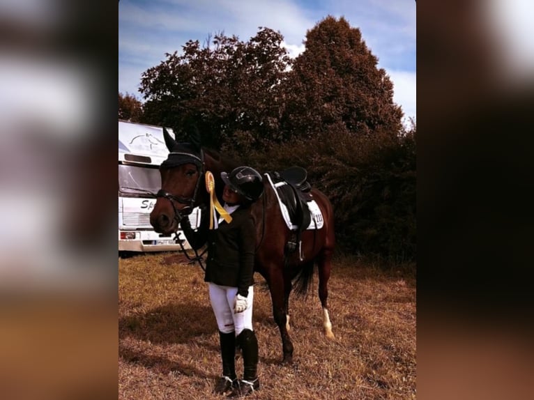 German Riding Pony Gelding 11 years 15 hh Bay-Dark in Grevenbroich