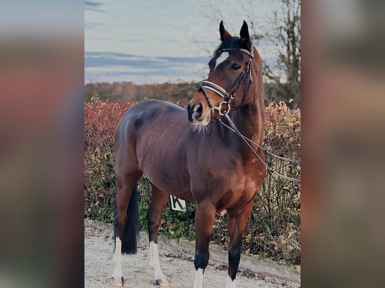 German Riding Pony Gelding 11 years 15 hh Brown in Pirmasens