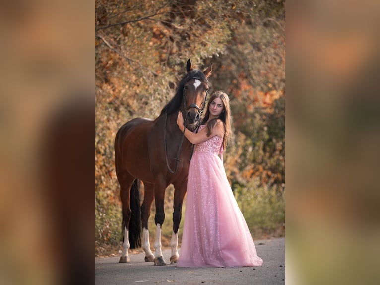 German Riding Pony Gelding 11 years 15 hh Brown in Zweibr&#xFC;cken