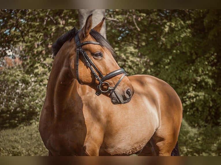 German Riding Pony Gelding 11 years 15,1 hh Dun in Liebenau