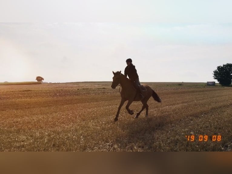 German Riding Pony Gelding 11 years 15,1 hh Dun in Liebenau