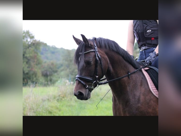 German Riding Pony Gelding 11 years Bay-Dark in Tübingen Bühl