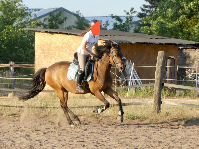 German Riding Pony Gelding 11 years Brown in Wedemark