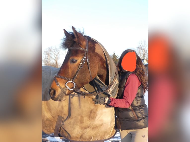 German Riding Pony Gelding 11 years Brown in Wedemark