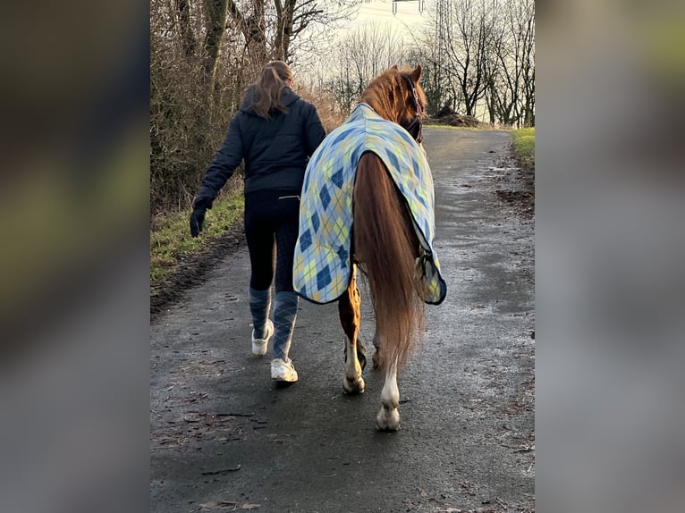 German Riding Pony Gelding 12 years 13,1 hh Chestnut-Red in Frankfurt am Main