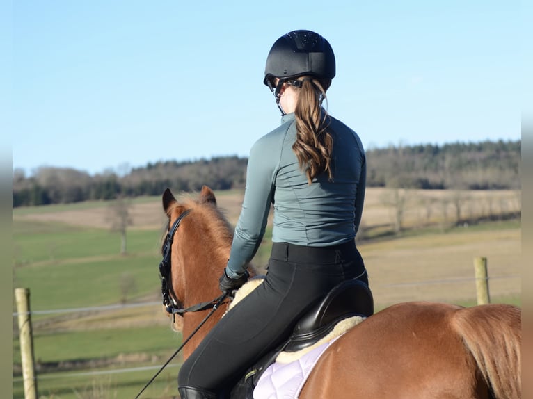 German Riding Pony Gelding 12 years 13,1 hh Chestnut-Red in Frankfurt am Main