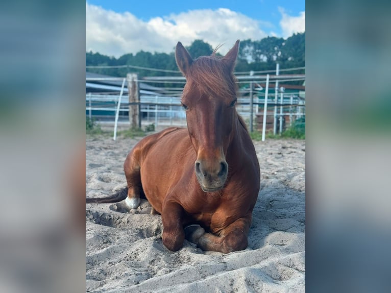 German Riding Pony Gelding 12 years 13.1 hh Chestnut-Red in Schildow