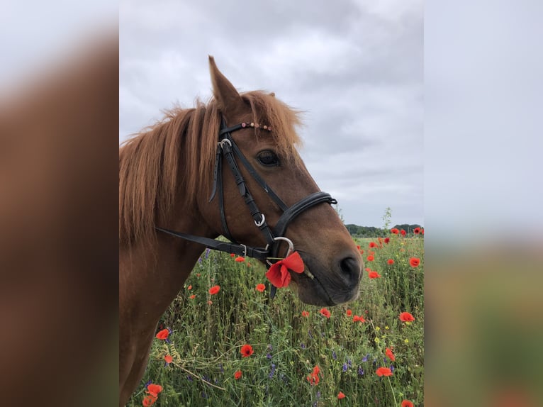 German Riding Pony Gelding 12 years 13.1 hh Chestnut-Red in Schildow