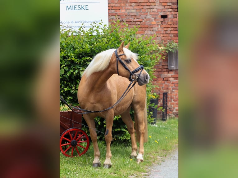 German Riding Pony Mix Gelding 12 years 13.1 hh Palomino in Groß TwülpstedtVolkmarsdorf