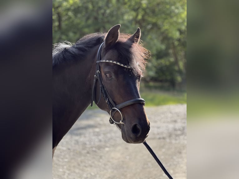 German Riding Pony Gelding 12 years 13.2 hh Smoky-Black in Wasserburg am Inn