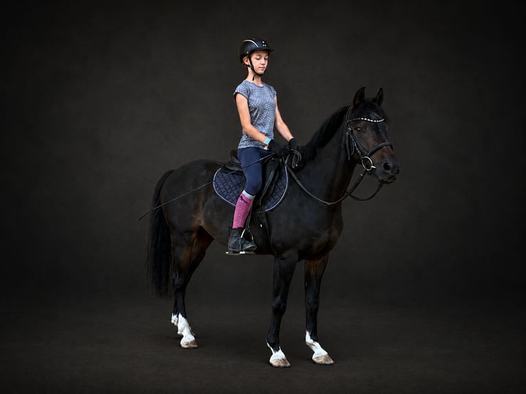 German Riding Pony Gelding 12 years 13.2 hh Smoky-Black in Wasserburg am Inn