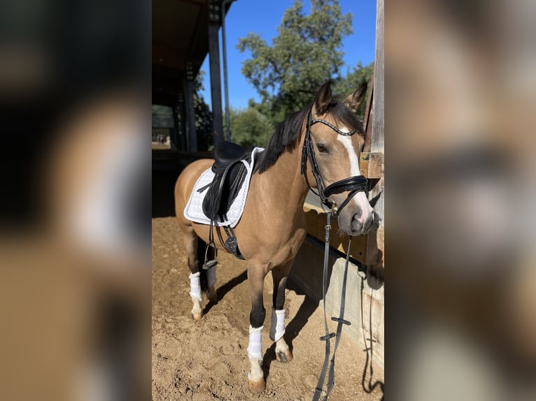 German Riding Pony Gelding 12 years 13,2 hh Dun in Heuchlingen