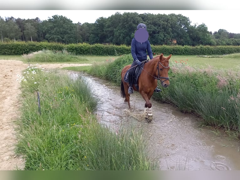 German Riding Pony Gelding 12 years 13,3 hh Chestnut-Red in Stuhr
