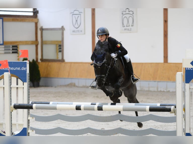 German Riding Pony Gelding 12 years 14,1 hh Black in Weener