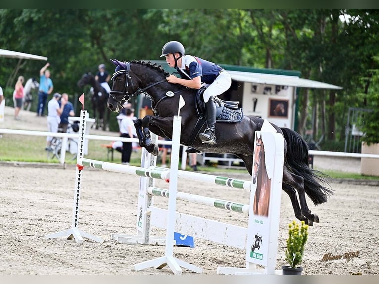 German Riding Pony Gelding 12 years 14,1 hh Black in Weener