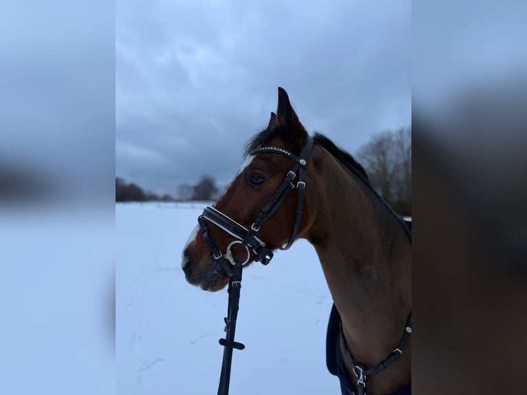 German Riding Pony Gelding 12 years 14.1 hh Brown in Datteln