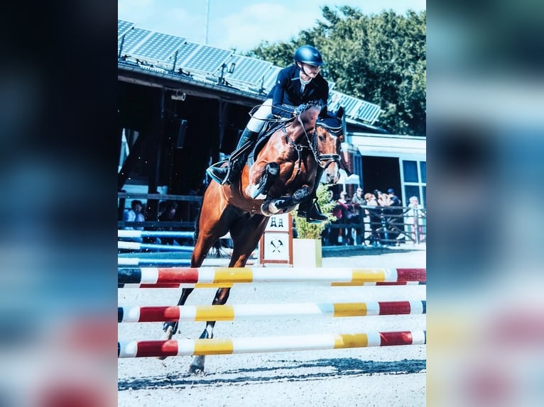 German Riding Pony Gelding 12 years 14.1 hh Brown in Datteln
