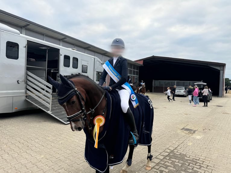 German Riding Pony Gelding 12 years 14.1 hh Brown in Datteln