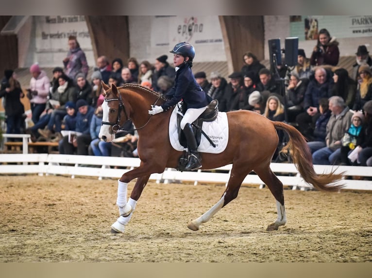 German Riding Pony Gelding 12 years 14.1 hh Chestnut-Red in Interlaken