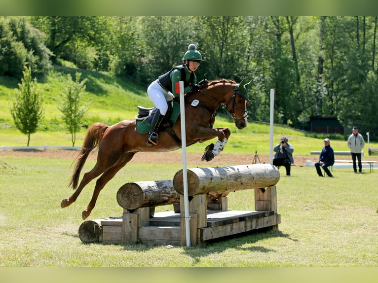 German Riding Pony, Gelding, 12 years, 14.1 hh, Chestnut-Red