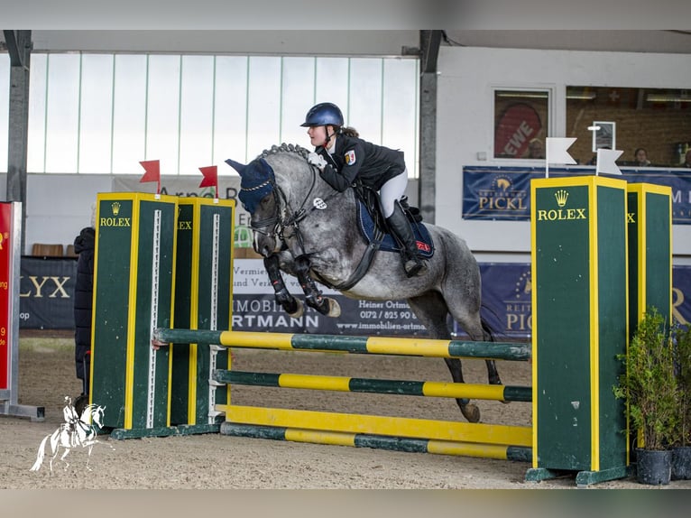 German Riding Pony Gelding 12 years 14,1 hh Gray-Dark-Tan in Ergoldsbach