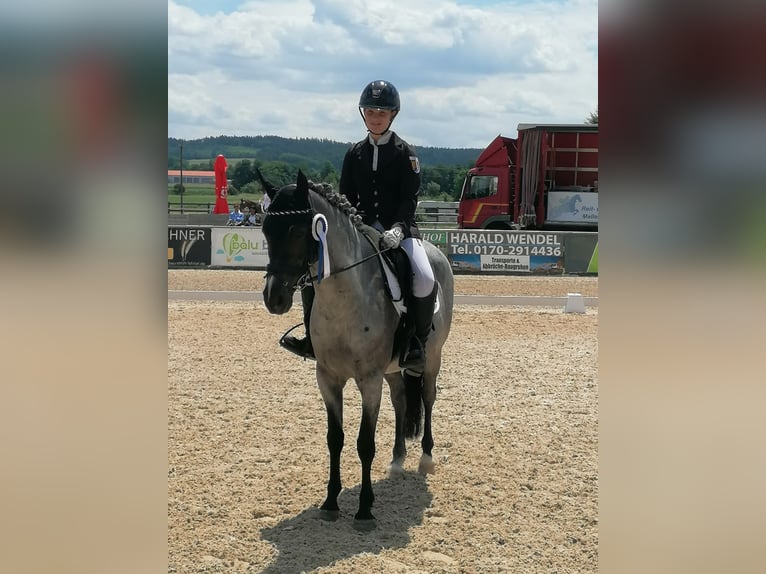 German Riding Pony Gelding 12 years 14,1 hh Gray-Dark-Tan in Ergoldsbach