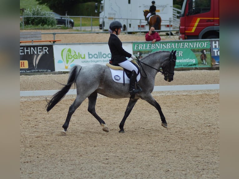 German Riding Pony Gelding 12 years 14,1 hh Gray-Dark-Tan in Ergoldsbach