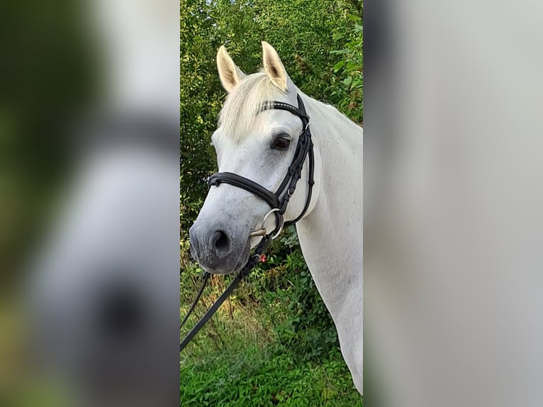 German Riding Pony Gelding 12 years 14,1 hh Gray in Messel