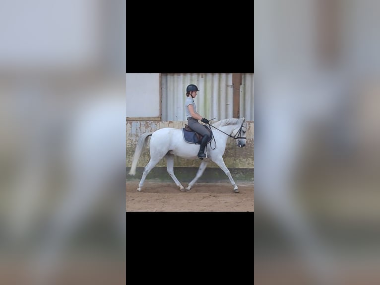 German Riding Pony Gelding 12 years 14,1 hh Gray in Messel
