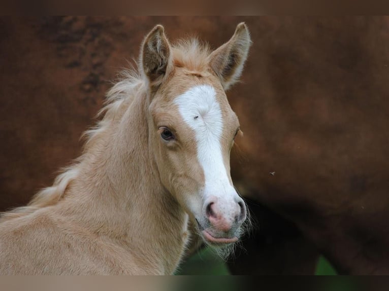German Riding Pony Gelding 12 years 14.1 hh Palomino in Memmingen