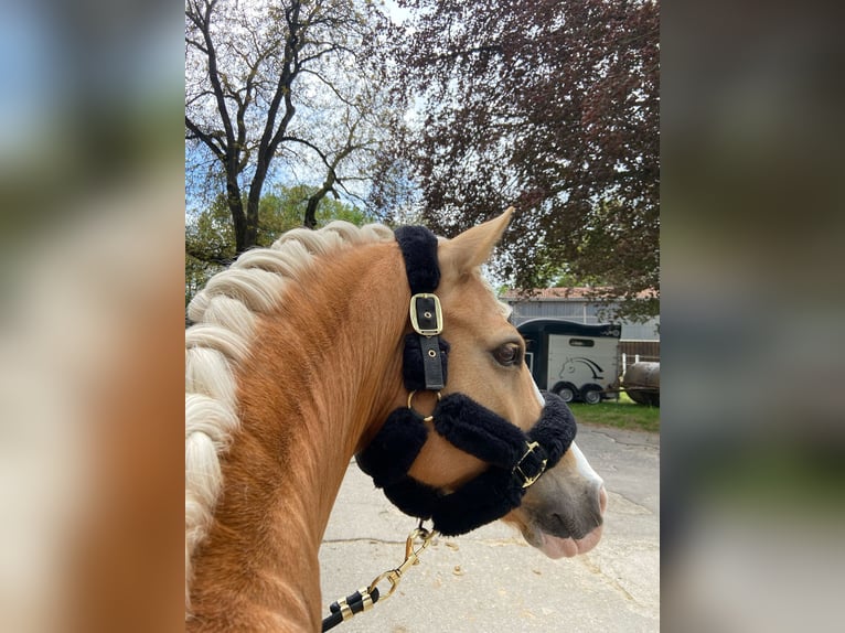 German Riding Pony Gelding 12 years 14.1 hh Palomino in Memmingen