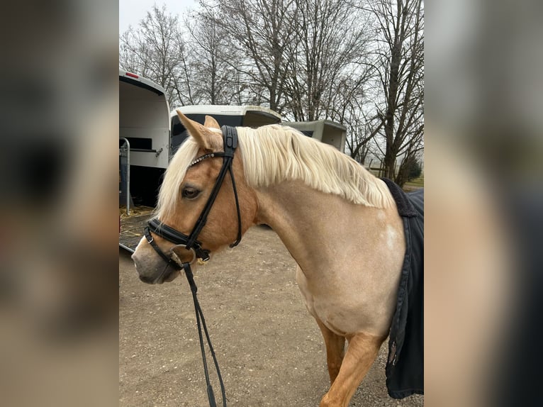 German Riding Pony Gelding 12 years 14.1 hh Palomino in Memmingen