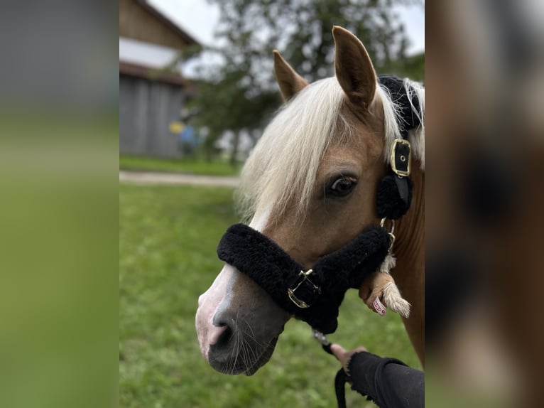 German Riding Pony Gelding 12 years 14.1 hh Palomino in Memmingen