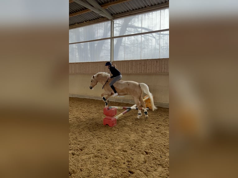 German Riding Pony Gelding 12 years 14.1 hh Palomino in Memmingen