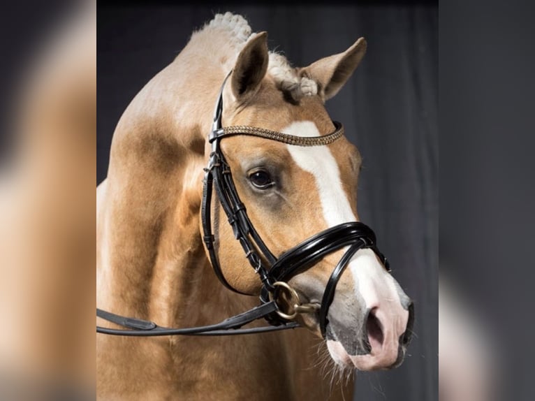 German Riding Pony Gelding 12 years 14.1 hh Palomino in Memmingen