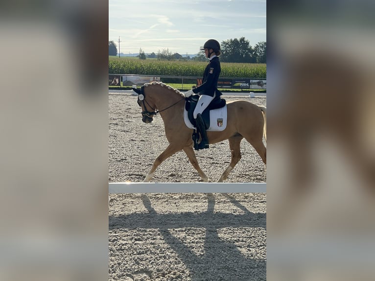 German Riding Pony Gelding 12 years 14.1 hh Palomino in Memmingen