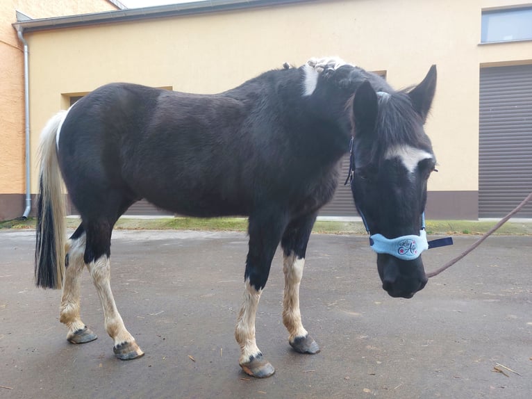 German Riding Pony Mix Gelding 12 years 14,1 hh Pinto in Hohenerxleben