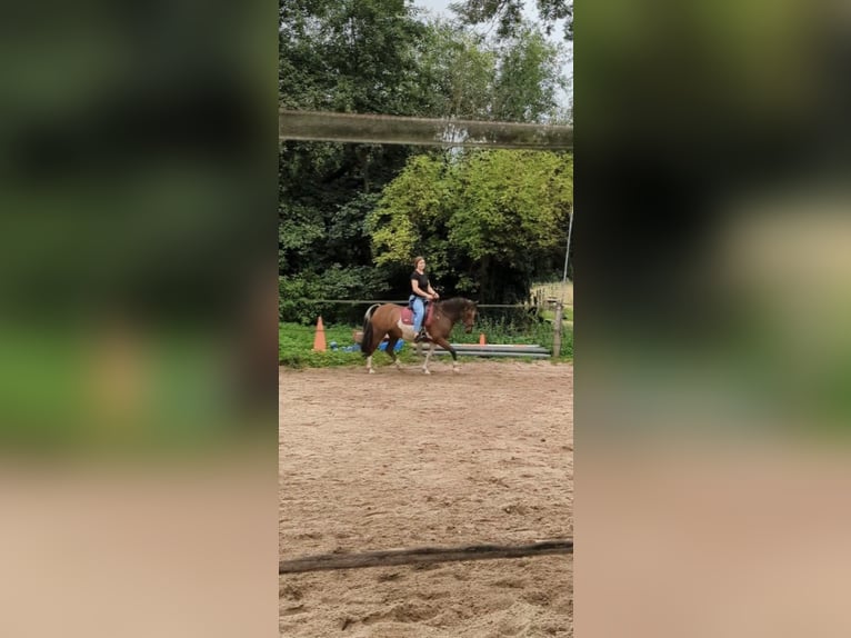 German Riding Pony Gelding 12 years 14,1 hh Pinto in Hürth