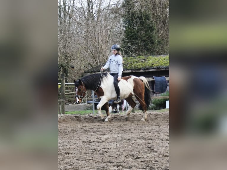 German Riding Pony Gelding 12 years 14,1 hh Pinto in Hürth