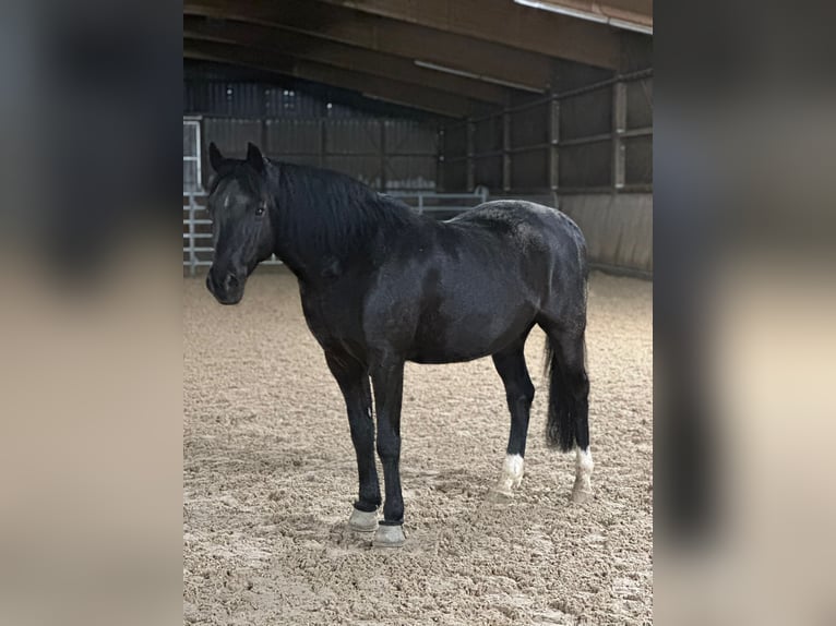 German Riding Pony Gelding 12 years 14.2 hh Black in Grabenstetten