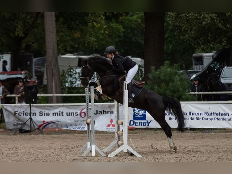 German Riding Pony Gelding 12 years 14,2 hh Black in Ahnsbeck