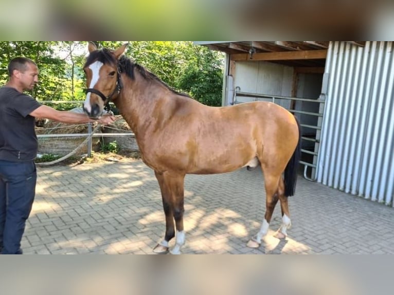 German Riding Pony Gelding 12 years 14,2 hh Brown in Sassenburg