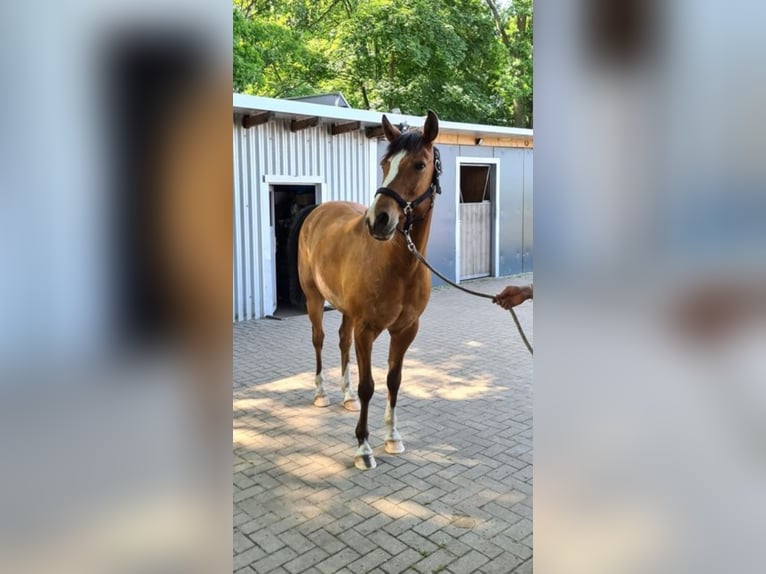 German Riding Pony Gelding 12 years 14,2 hh Brown in Sassenburg