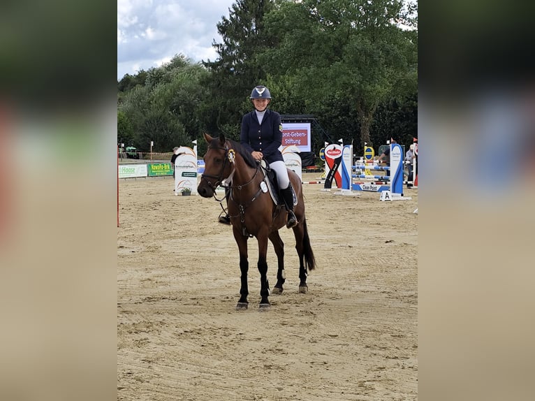 German Riding Pony Gelding 12 years 14,2 hh Brown in Blankenheim