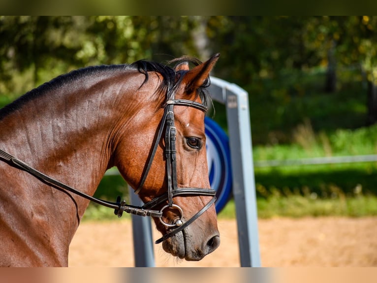 German Riding Pony Gelding 12 years 14,2 hh Brown in Blankenheim