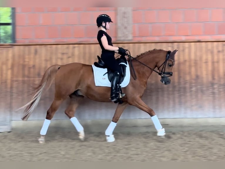 German Riding Pony Gelding 12 years 14,2 hh Chestnut-Red in Bad Nauheim