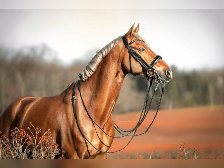 German Riding Pony Gelding 12 years 14,2 hh Chestnut-Red in Bad Nauheim